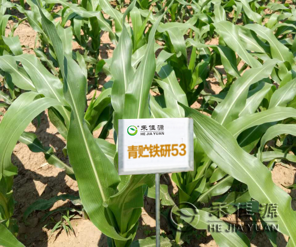 青貯玉米地