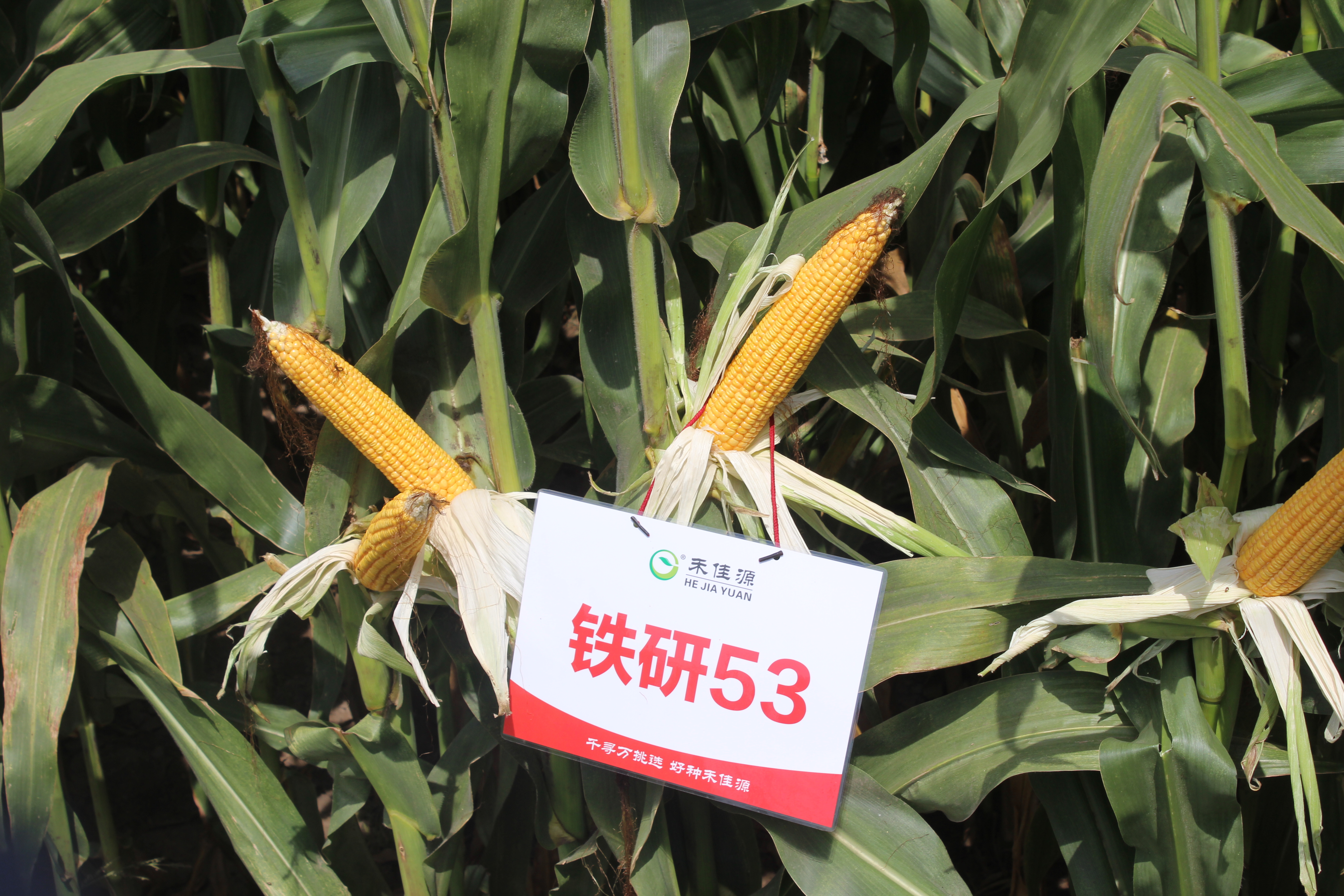 青貯玉米品種鐵研53表現(xiàn)